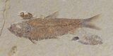 Phareodus & Knightia Fossil Fish - Wyoming #44543-3